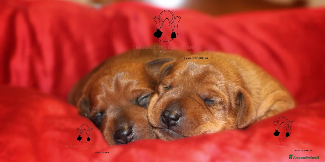 Pinscher Miniatura cani in vendita: Pinscher nano  a Voghera - Annuncio 4