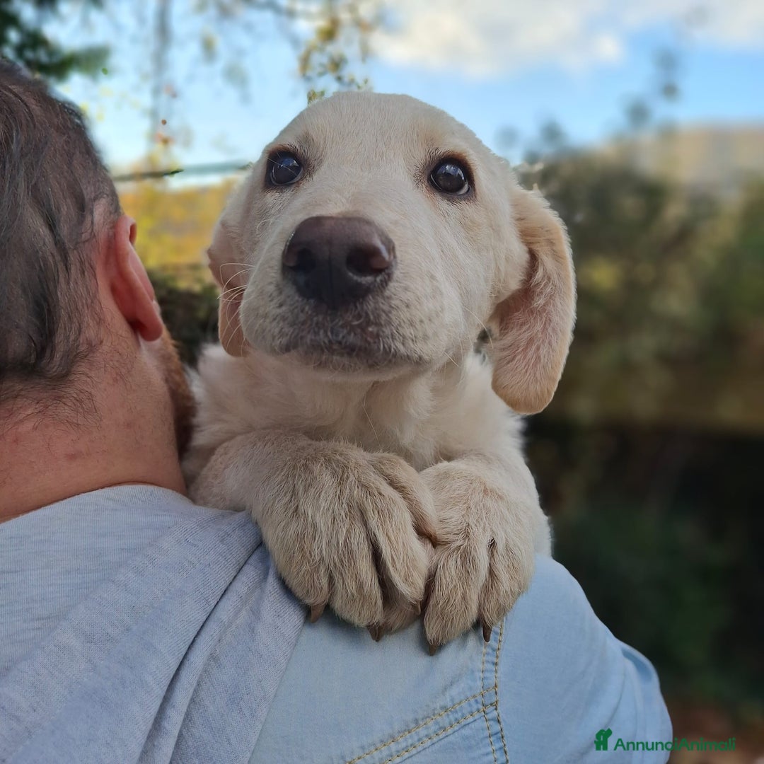 Meticcio cani in regalo: 4 CUCCIOLE impaurite cercano famiglie speciali! - Annuncio 9