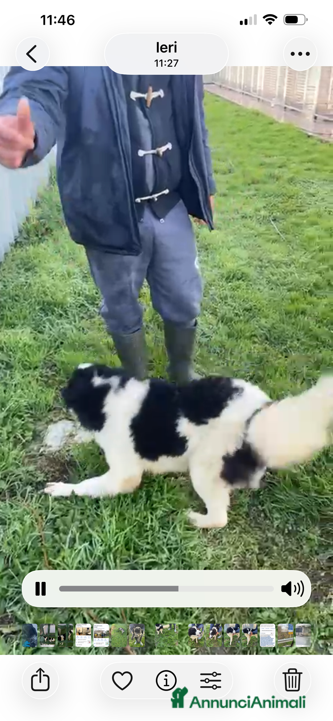 Border Collie cani in regalo: IL DOLCISSIMO SUGAR CERCA CASA - Annuncio 4