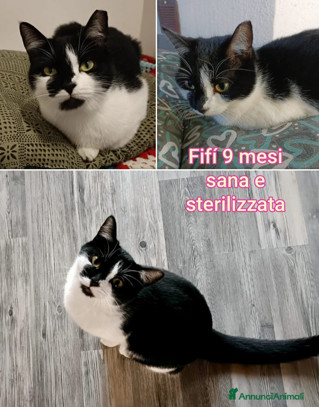 Altre razze gatti in regalo: URGENTI ADOZIONI X QUESTI GATTINI  a Città Metropolitana di Bologna - Annuncio 6