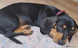 Bassotto cani in vendita: Adorabili cuccioli di bassotto  - Immagine 1