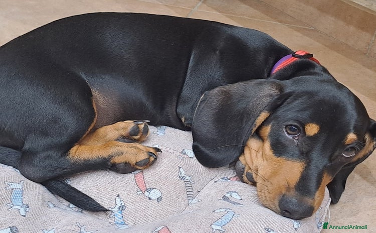 Bassotto cani - Annuncio 3