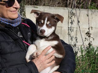 Meticcio cani Meravigliosa Alice 3 mesi e mezzo in adozione - Annuncio 14