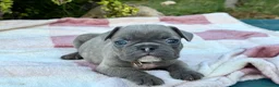Bulldog Francese cani in vendita: Cuccioli bulldog francese  - Annuncio 8