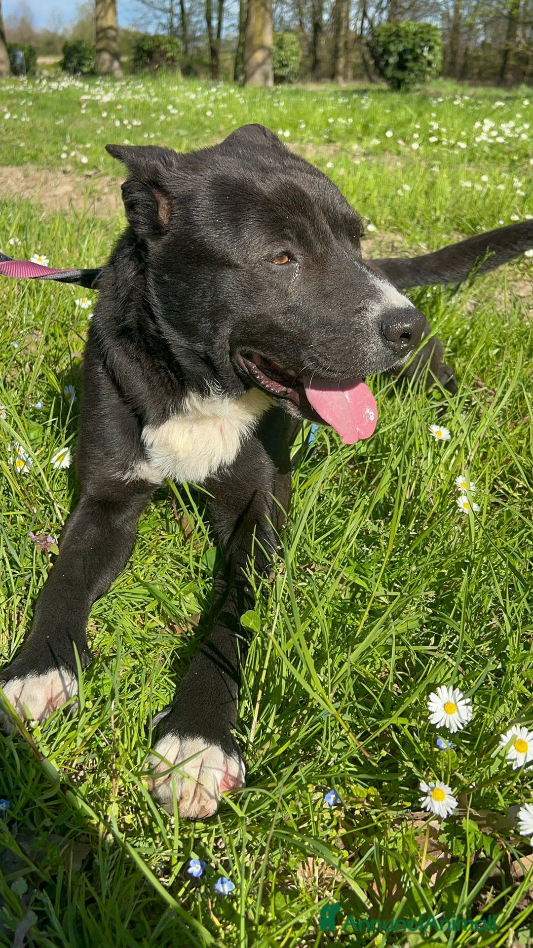 Meticcio cani in regalo: CICCIO, indipendente meticcio nero cerca casa a Città metropolitana di Milano - Immagine 2
