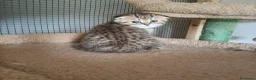 Scottish gatti in vendita: 3 splendidi scottish  - Annuncio 12