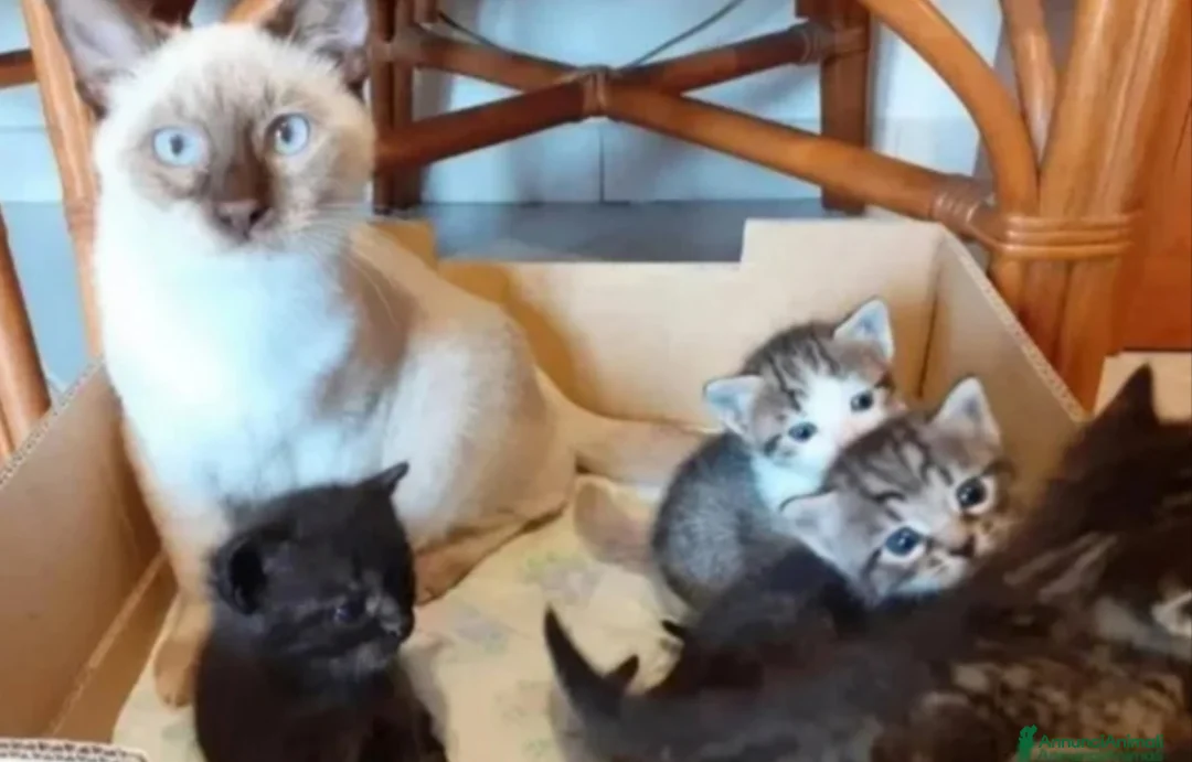 Altre razze gatti in vendita: Gattini  - Annuncio 2