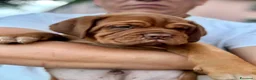 Dogue de Bordeaux cani in vendita: Dogue de Bordeaux CUCCIOLATA STRAORDINARIA  - Annuncio 26