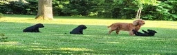 Cocker cani in vendita: Cuccioli di Cocker - Annuncio 2