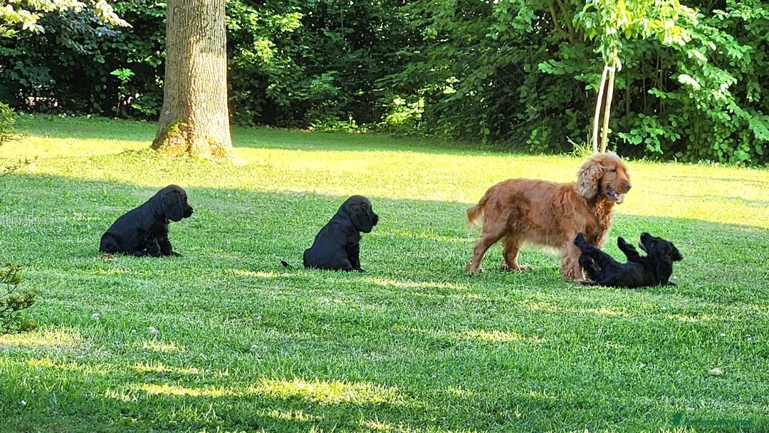Cocker cani in vendita: Cuccioli di Cocker - Annuncio 2