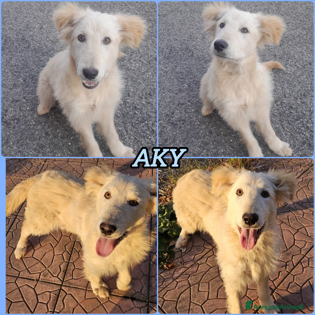 Meticcio cani in regalo: UNA MAMMA PER AKY  - Annuncio 5