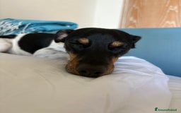 Jack Russell cani per accoppiamento: Charlie cerca fidanzatina !! - Immagine 4