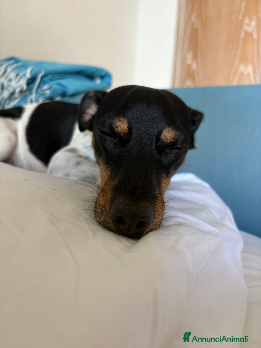 Jack Russell cani per accoppiamento: Charlie cerca fidanzatina !! - Immagine 4