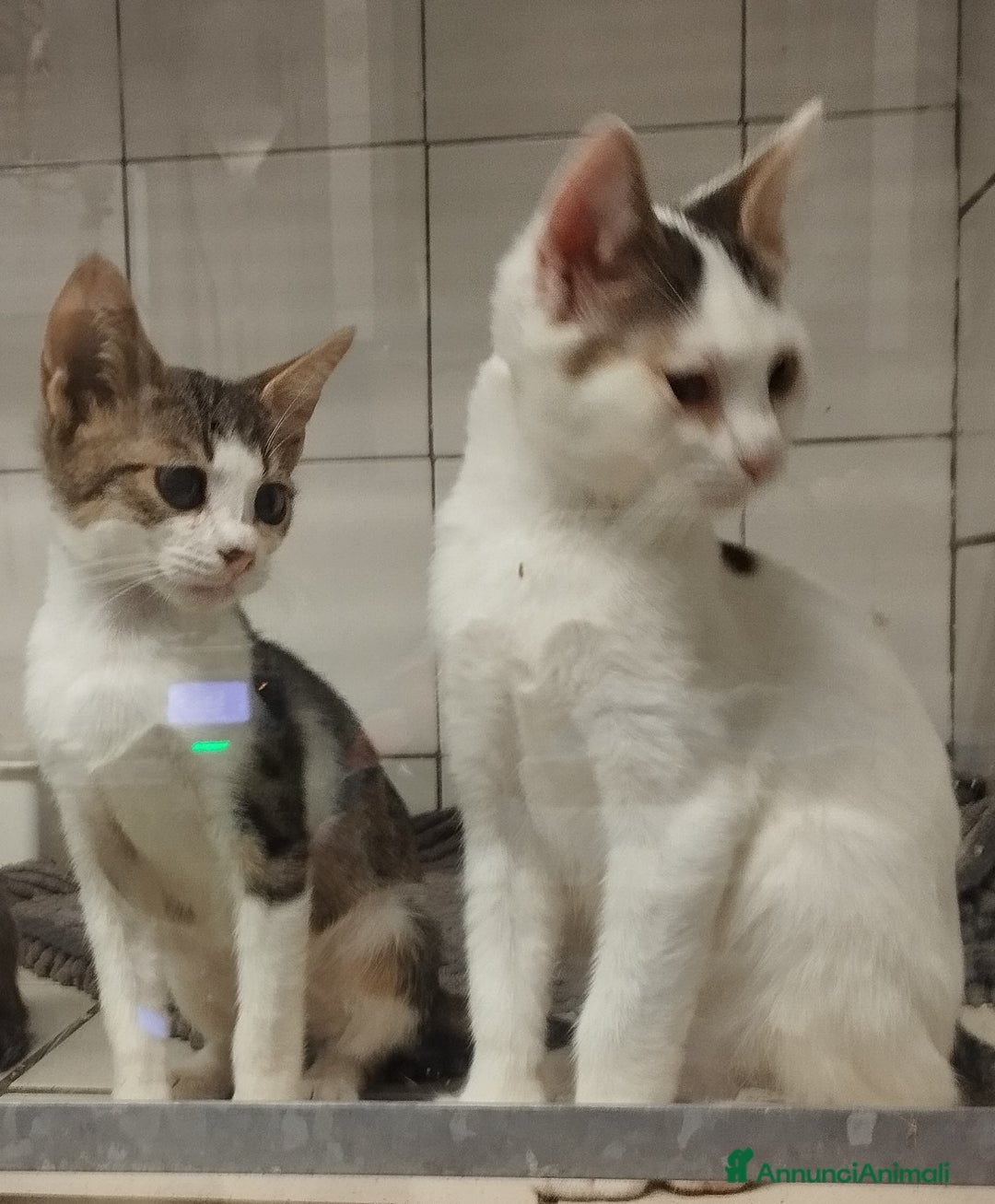 Europeo gatti in regalo: Picchio e poldino cercano casa - Annuncio 5