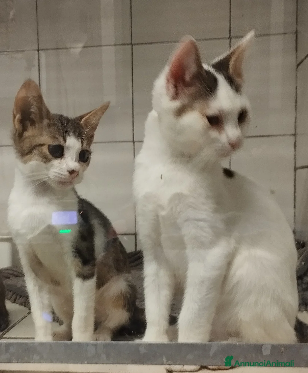 Europeo gatti in regalo: Picchio e poldino cercano casa - Annuncio 5