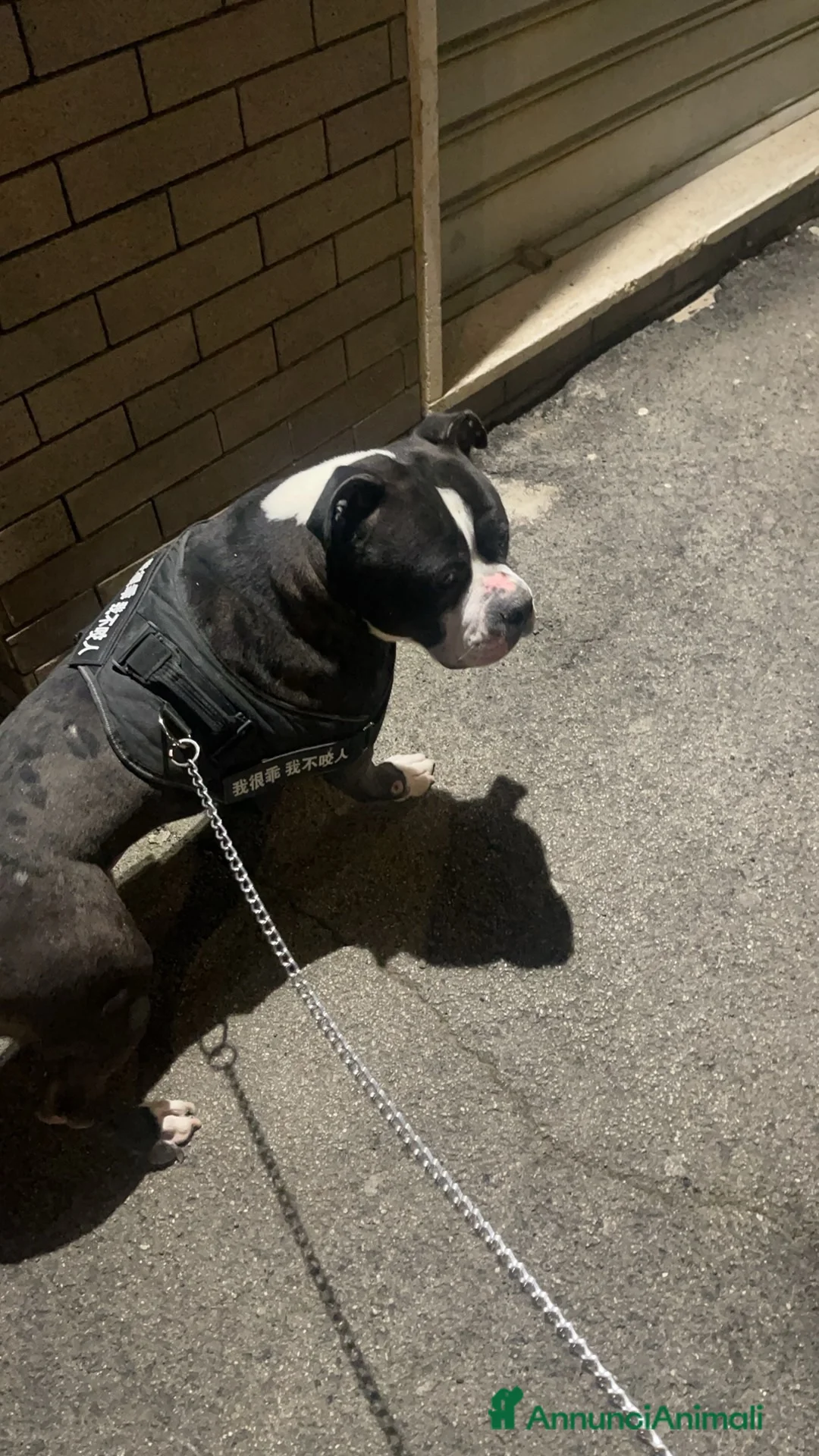 American Bully cani in regalo: American bully puro Cerca famiglia con giardino - Annuncio 2