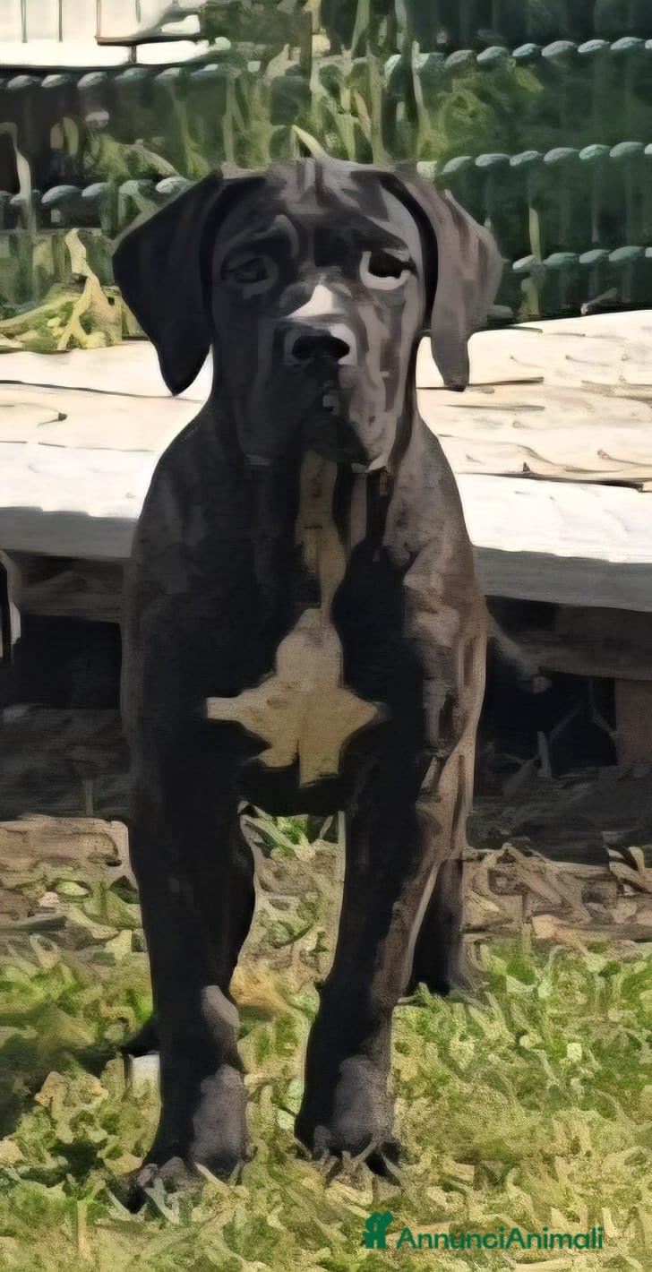 Cane Corso cani Cucciole Cane Corso  - Annuncio 1