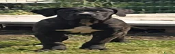 Cane Corso cani in vendita: Cucciole Cane Corso  - Annuncio 1
