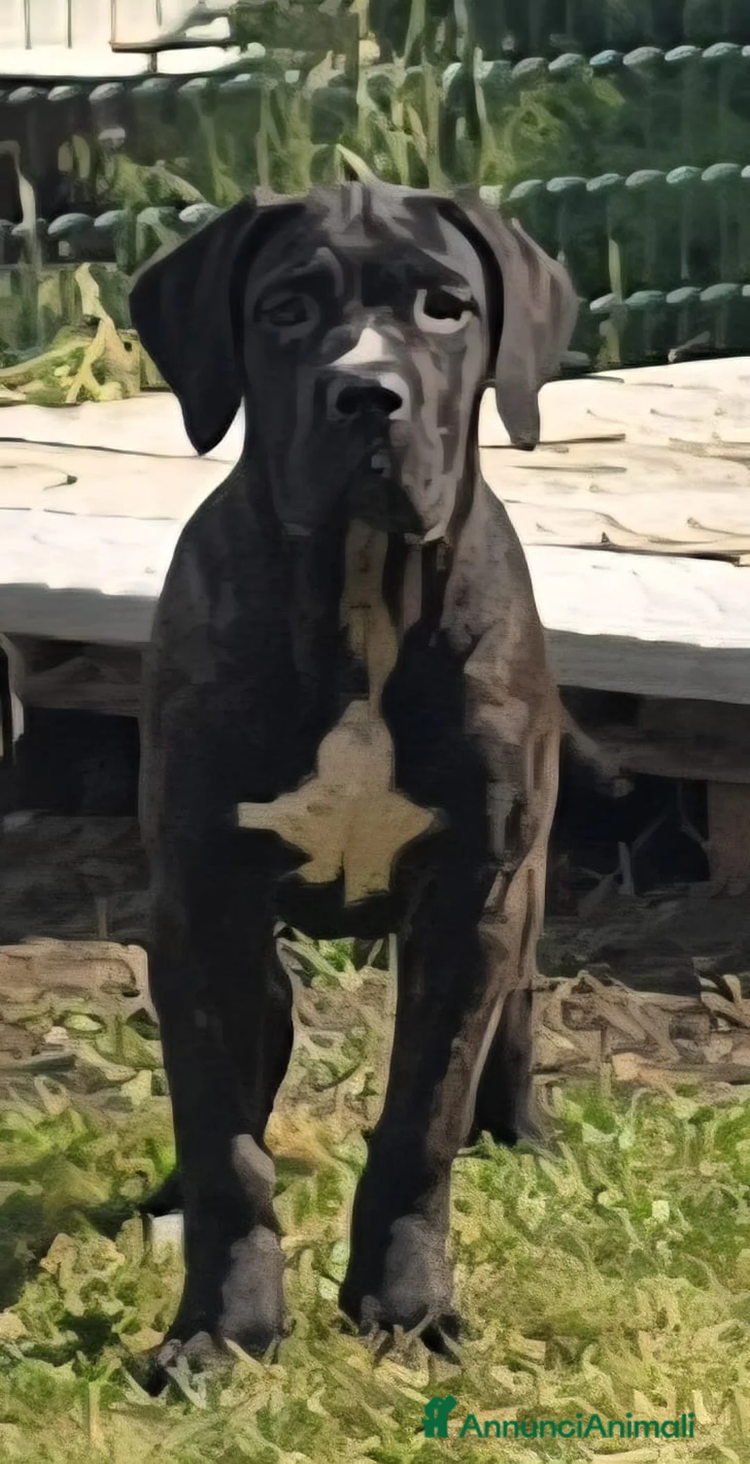 Cane Corso cani in vendita: Cucciole Cane Corso  - Annuncio 1