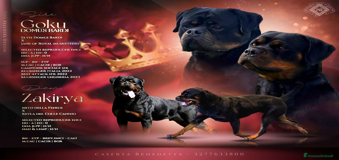 Immagine della galleria {{count}}