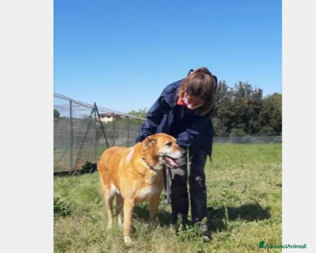 Meticcio cani in regalo: Folk, super cagnolone dolcissimo  a Roma - Annuncio 4