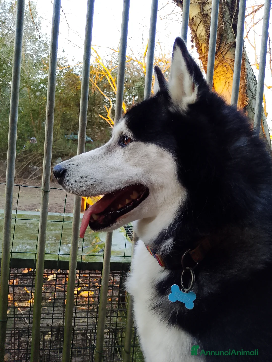 Husky cani in regalo: Husky maschio 5 anni a Provincia di Verona - Annuncio 1