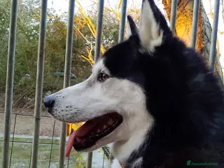 Husky cani Husky maschio 5 anni - Annuncio 1