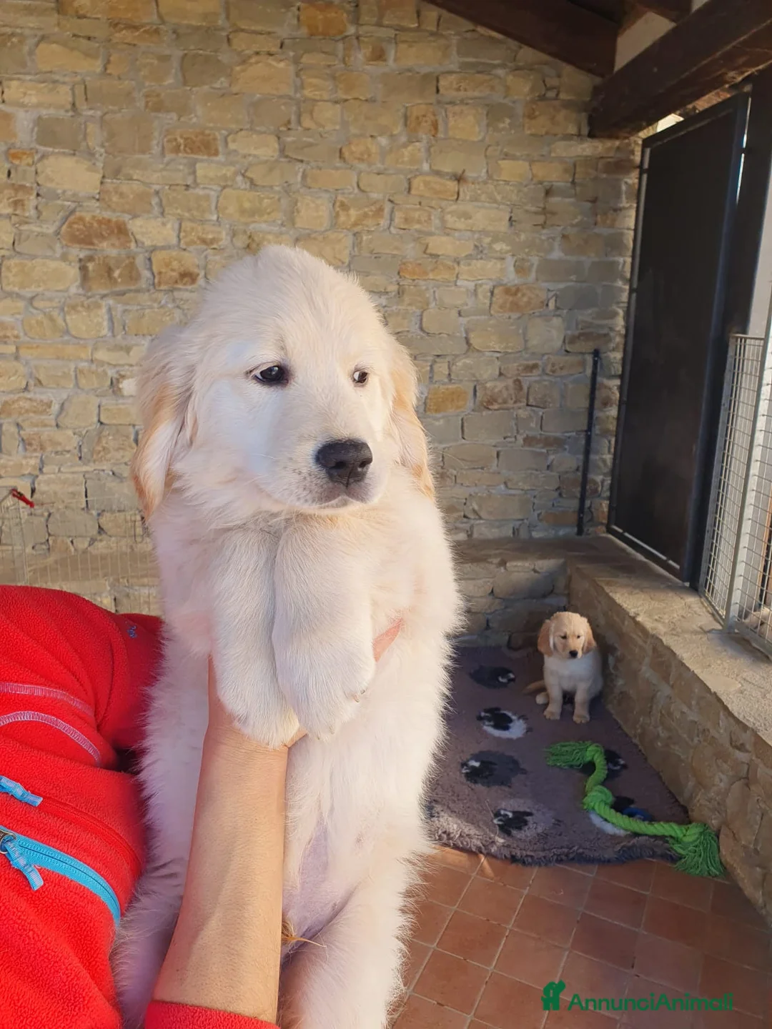 Golden Retriever cani in vendita: Tre cuccioli disponibili  - Annuncio 8