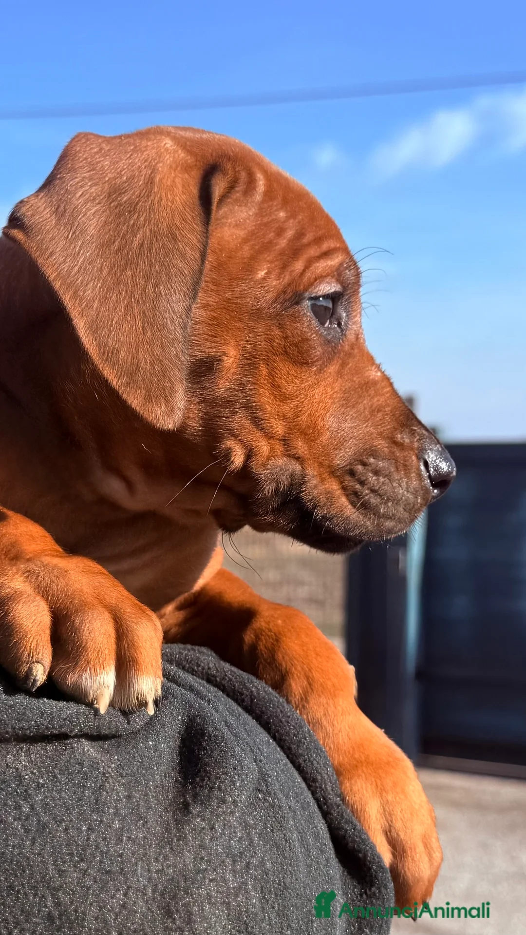 Rhodesian Ridgeback cani in vendita: Cuccioli di razza Rhodesian Ridgeback - Annuncio 2