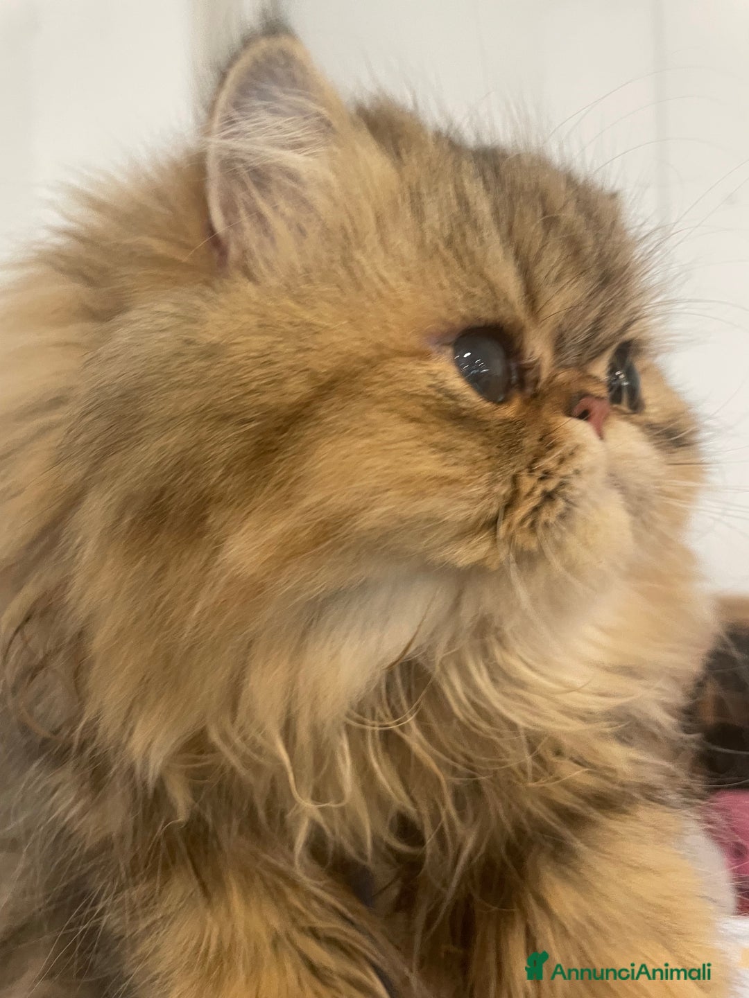 Persiano gatti in vendita: gatto persiano golden shaded con pedigree - Annuncio 9