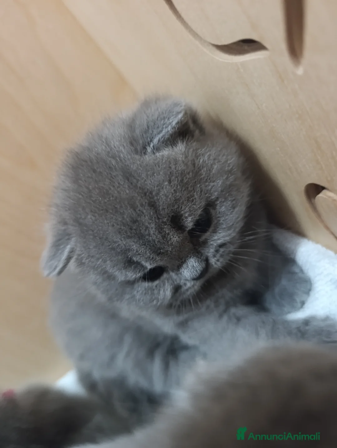 British gatti in vendita: Cuccioli British Shorthair  - Annuncio 2