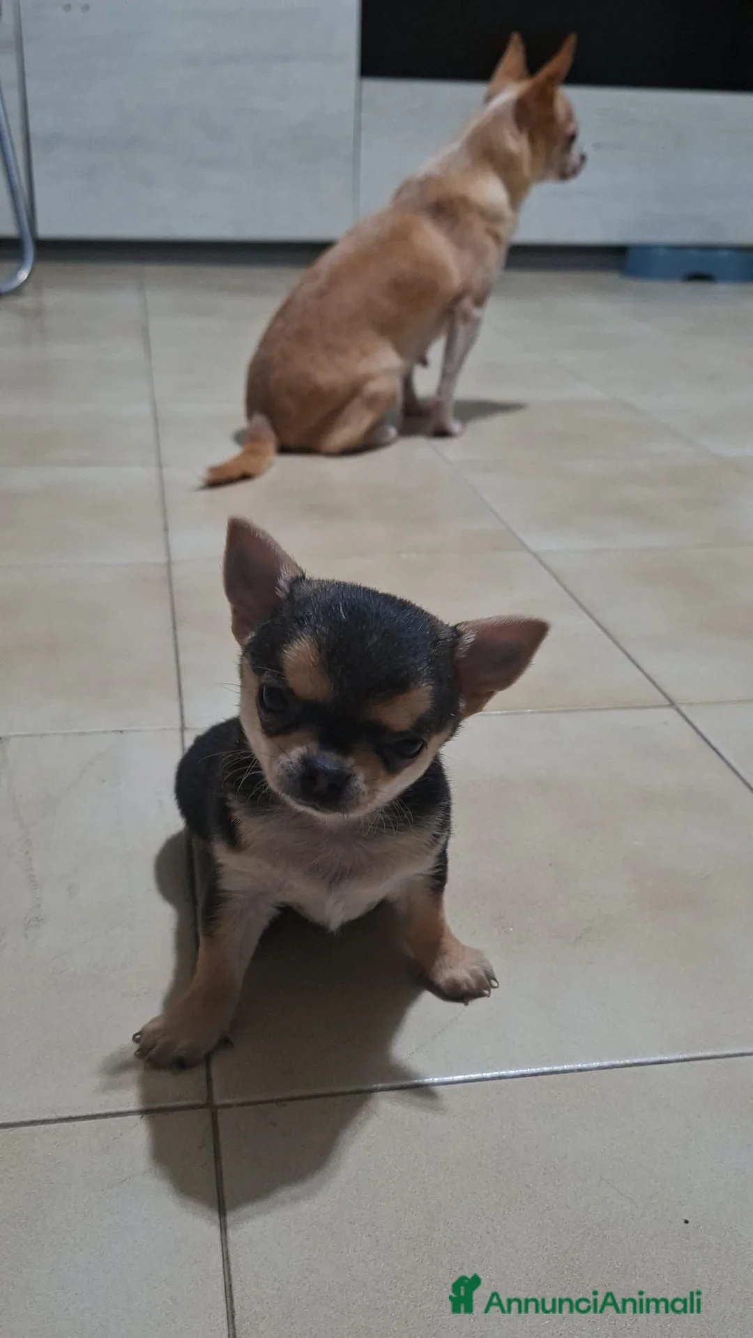 Chihuahua cani in vendita: Cucciola chiwuawua  - Annuncio 2