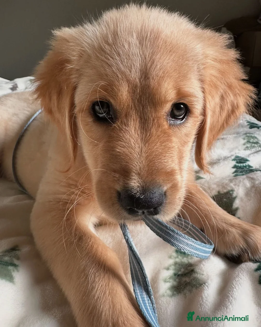 Golden Retriever cani in regalo: Cuccioli di Golden Retriever - Annuncio 1