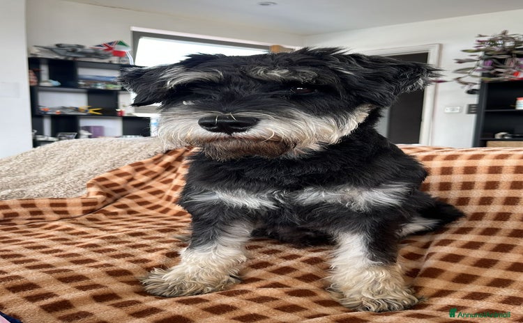 Mini Schnauzer cani Meraviglioso Schnauzer Nano COI 0,2% - Annuncio 1
