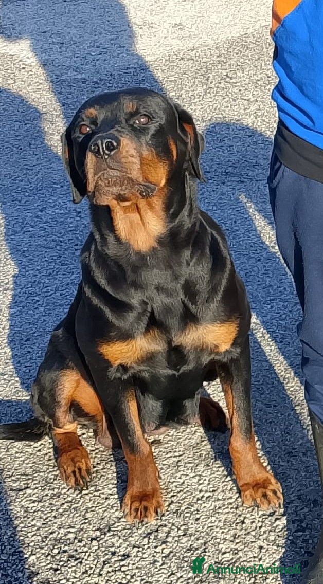 Rottweiler cani Vendo cuccioli di Rottweiler  - Annuncio 5