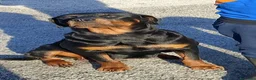 Rottweiler cani in vendita: Vendo cuccioli di Rottweiler  - Annuncio 1