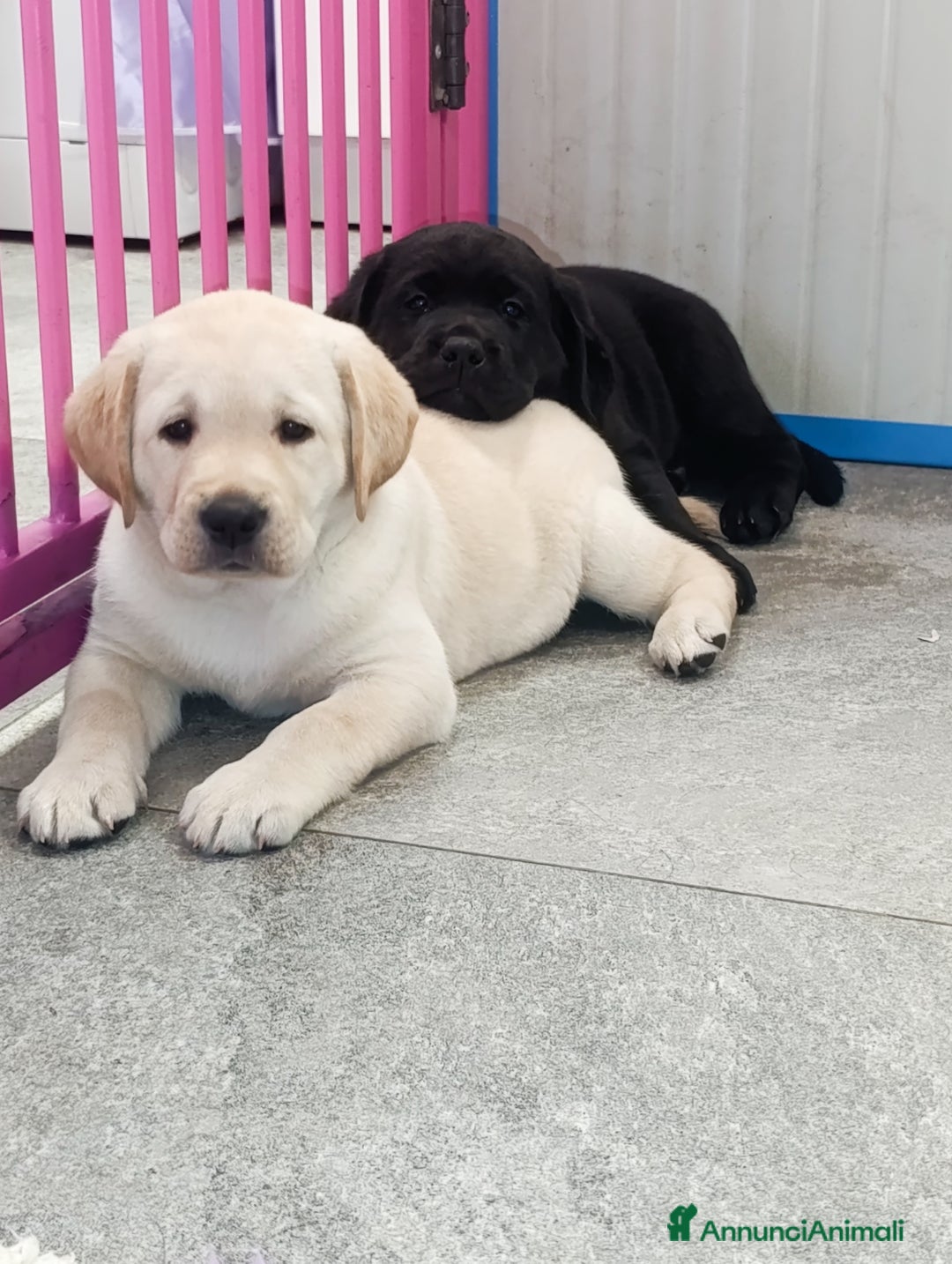 Labrador cani in vendita: Labrador Retriever  - Annuncio 2