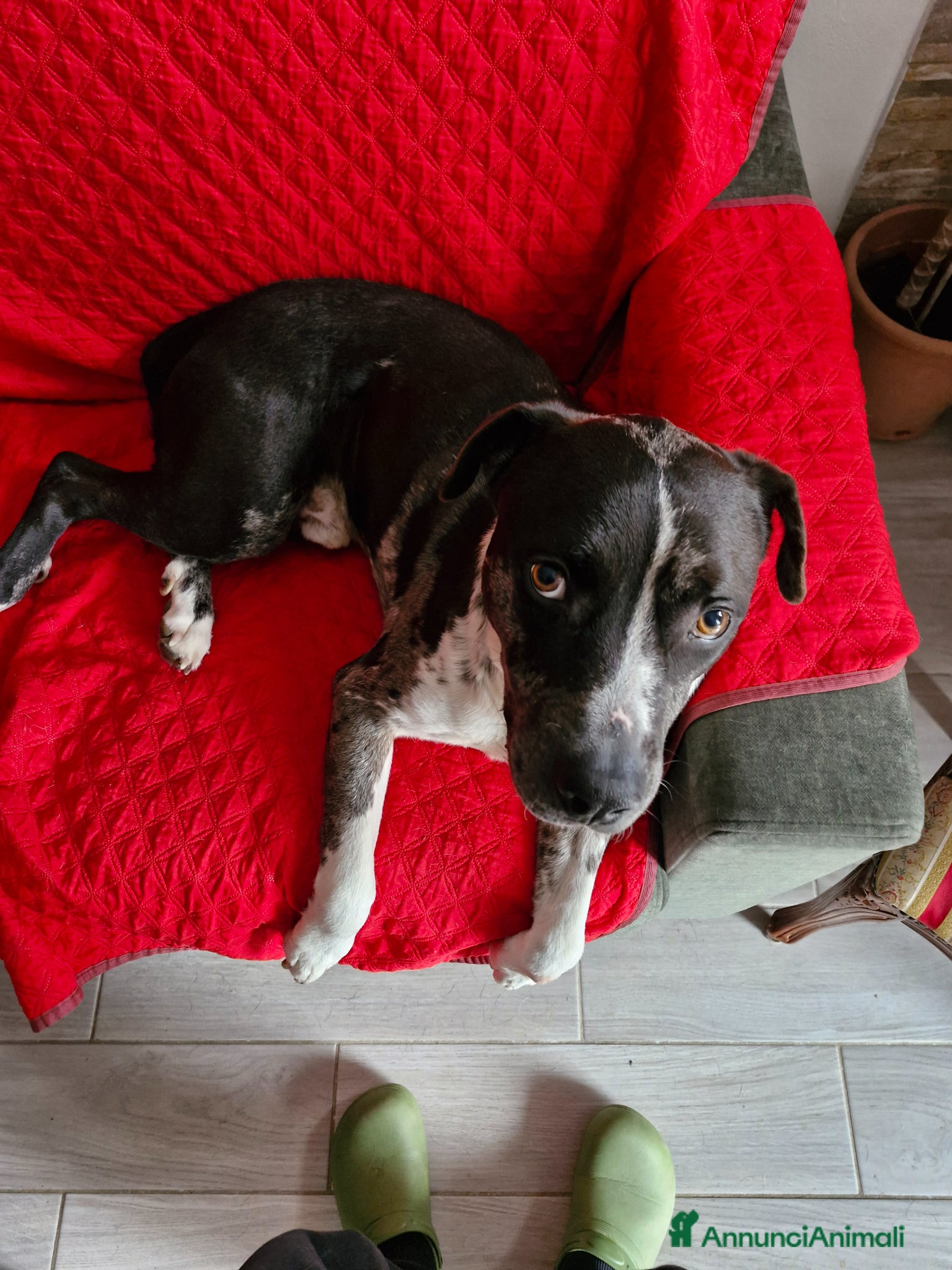 Meticcio cani cessione di proprietà - Annuncio 2