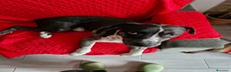 Meticcio cani in regalo: cessione di proprietà a Città Metropolitana di Torino - Annuncio 1