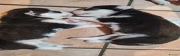 Husky cani in vendita: Cuccioli di siberian husky - Annuncio 22