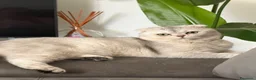 Scottish gatti per accoppiamento: Stallone scottish fold per accoppiamento - Annuncio 5