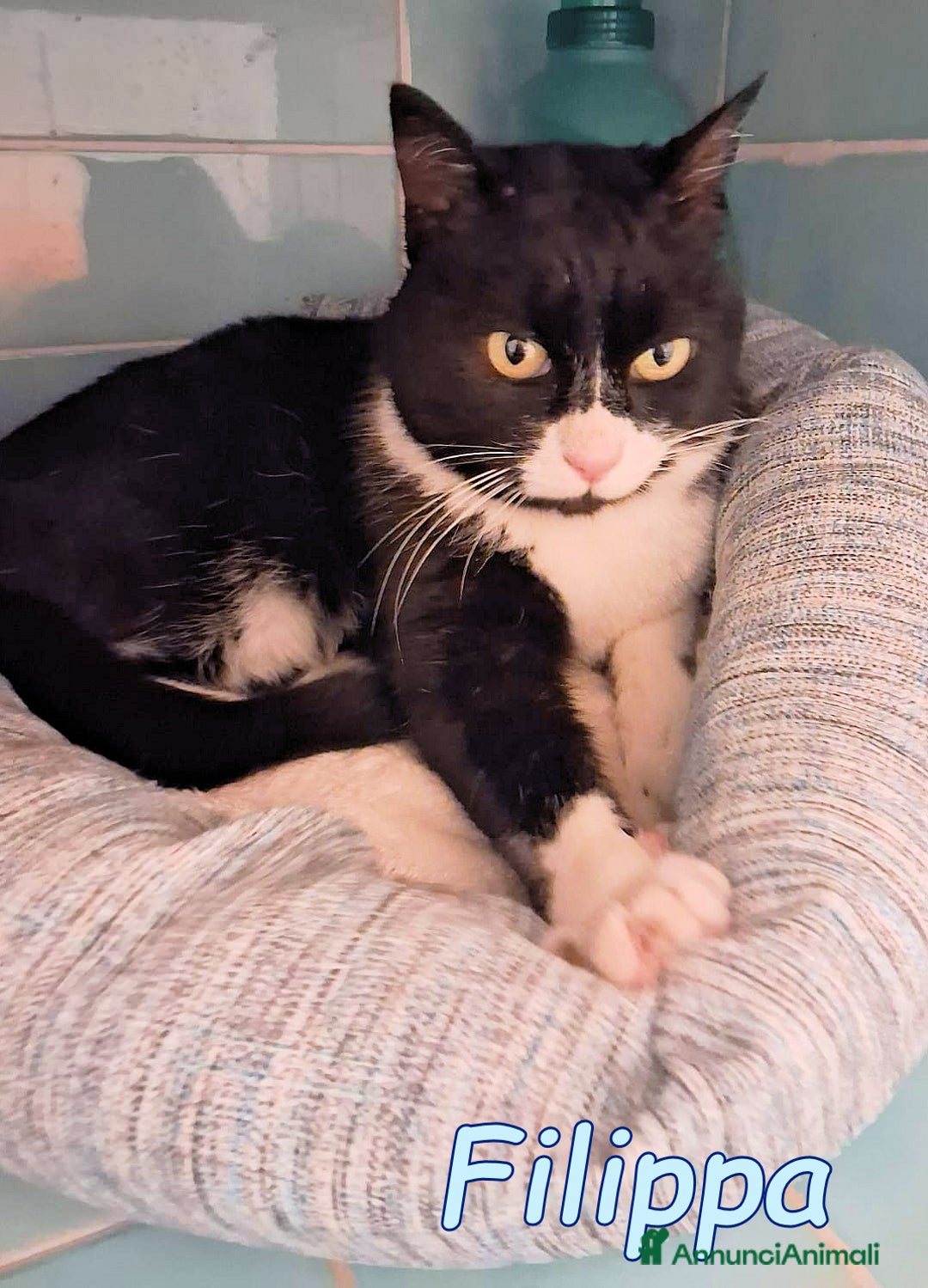 Europeo gatti in regalo: FILIPPA UNA GATTINA BUONISSIMA E TRANQUILLA - Annuncio 5