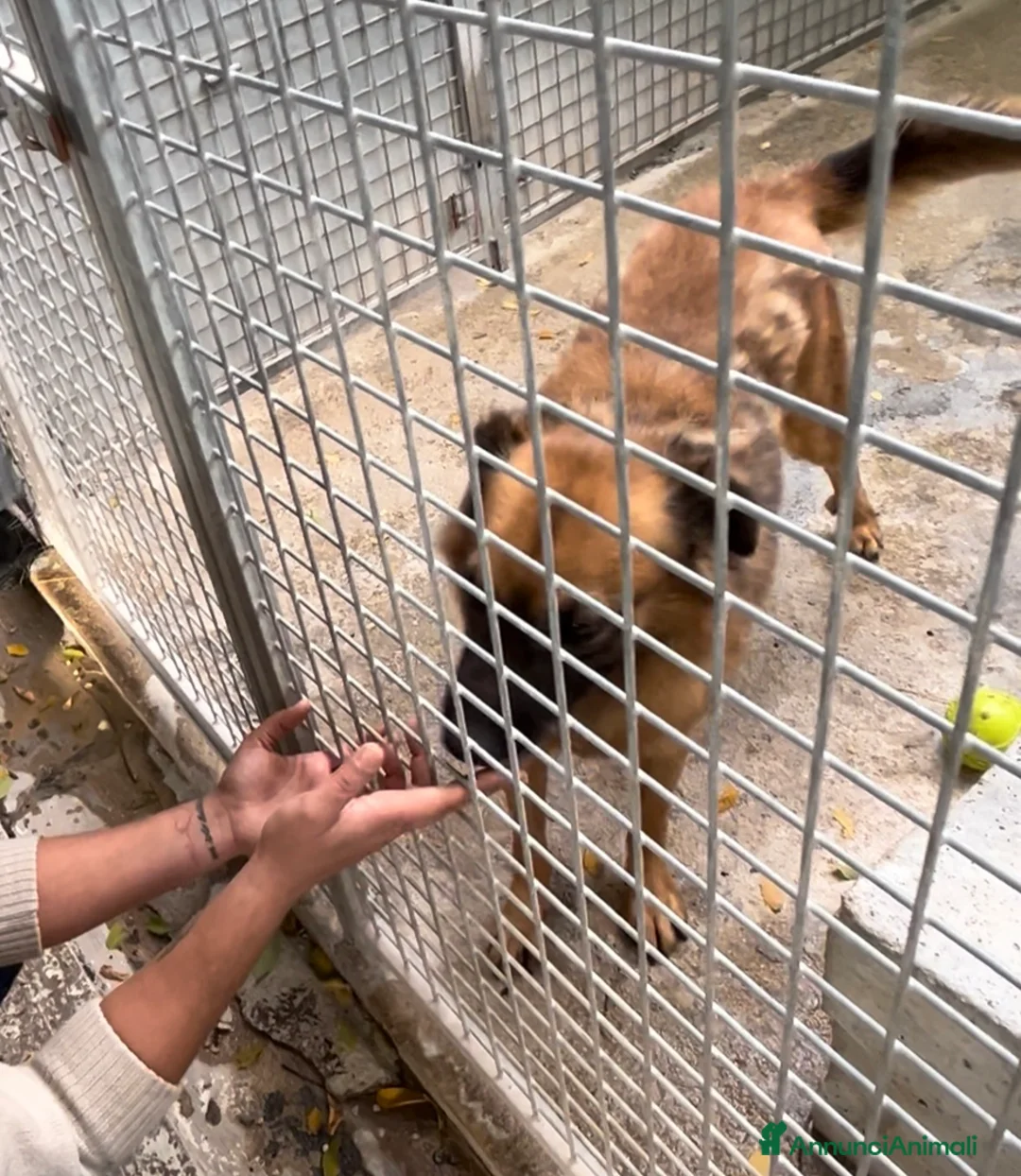 Meticcio cani in regalo: Axel cerca una famiglia  - Annuncio 9