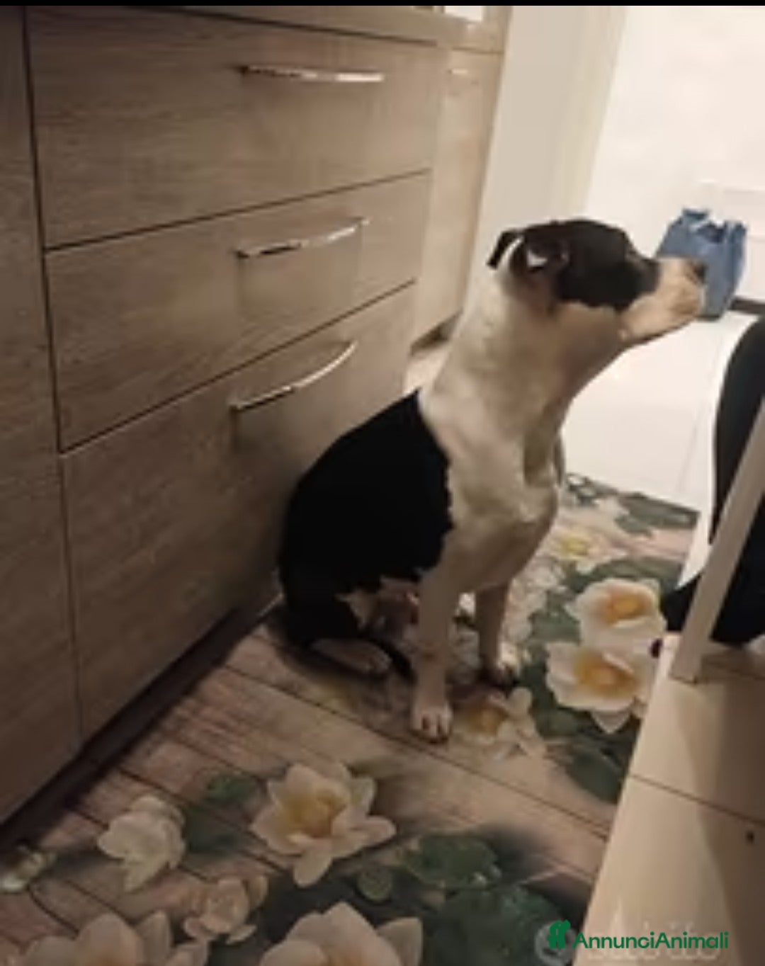 American Staffordshire cani in regalo: Amstaff  - Annuncio 3