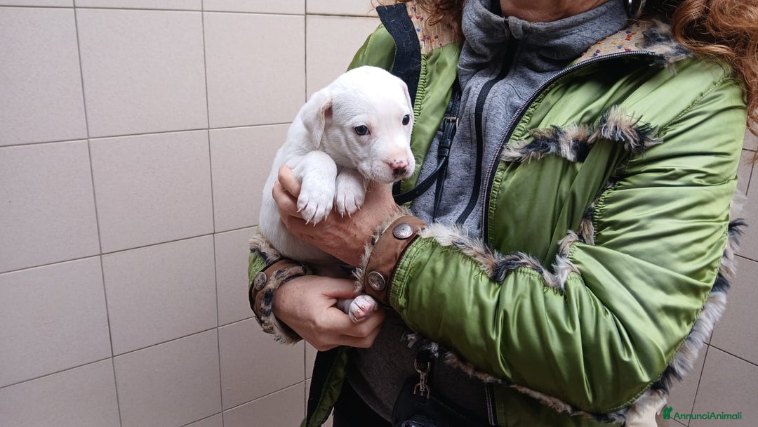 Meticcio cani in regalo: DEA INC LABRADOR STA CERCANDO UNA CASA E AMORE - Annuncio 4