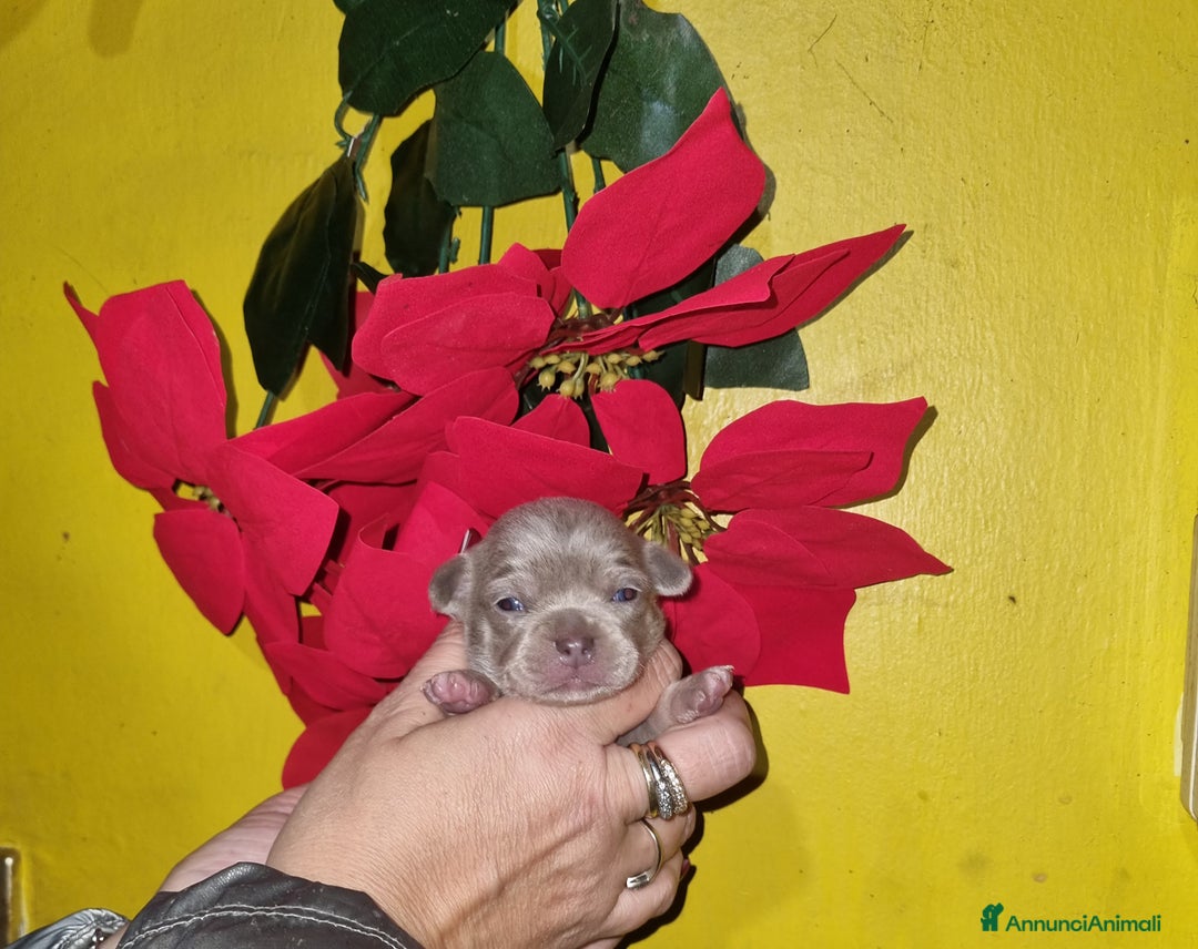 Chihuahua cani in vendita: Cuccioli di chihuahua  - Annuncio 11