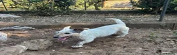 Jack Russell cani in regalo: CIACK jack russell a pelo duro cerca casa  - Annuncio 4