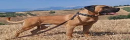 Cane Corso cani in vendita: Cane corso - Annuncio 14