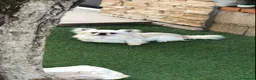 Chihuahua cani in vendita: Maschietto pelo lungo  - Annuncio 5