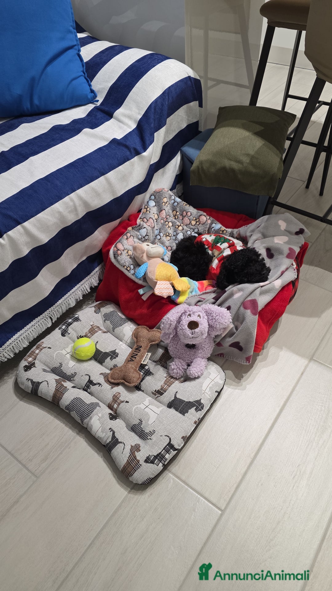 Barboncino cani in vendita: Vendita Barboncino nano femmina  - Annuncio 5